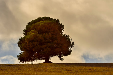 Isolated tree in the dehesa of the eastern mountains of Granada.