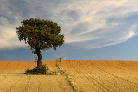 Isolated tree in the dehesa of the eastern mountains of Granada.の写真素材