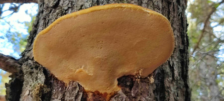 Wood fungus growing on old pine tree trunk