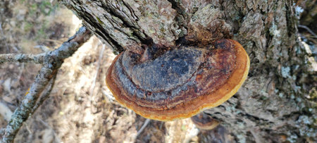 Wood fungus growing on old pine tree trunk