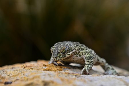 Common toad or European toad, a species of frog in the Bufonidae.