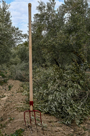 Trades and traditional jobs in the olive grove, cutting branches.