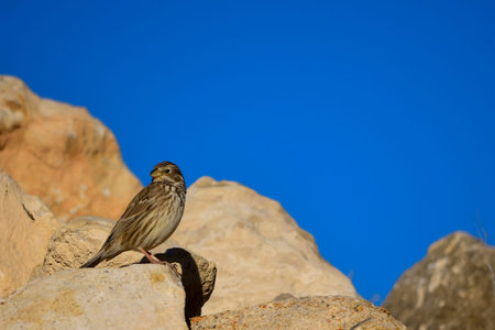 Emberiza calandra - The triguero is a species of passerine bird in the Emberizidae.