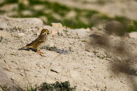 Emberiza calandra - The triguero is a species of passerine bird in the Emberizidae.の写真素材