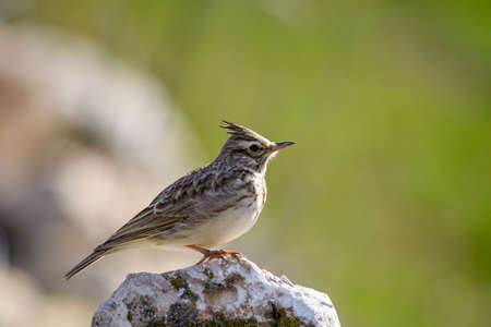 Galerida theklae - The montesina cogujada is a species of bird in the Alaudidae family.の写真素材
