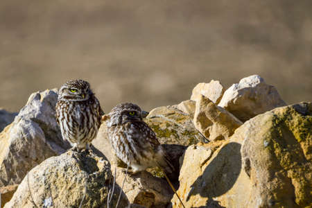 Athene noctua - The little owl or little owl is a strigiform bird of the Strigidae family.の写真素材