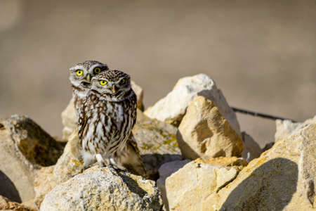 Athene noctua - The little owl or little owl is a strigiform bird of the Strigidae family.の写真素材
