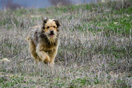 The sheepdog, patrolling the boundaries of his cattle.の写真素材