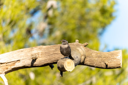 White-caped Blackbird or Turdus torquatus, passerine bird of the Turdidae familyの写真素材