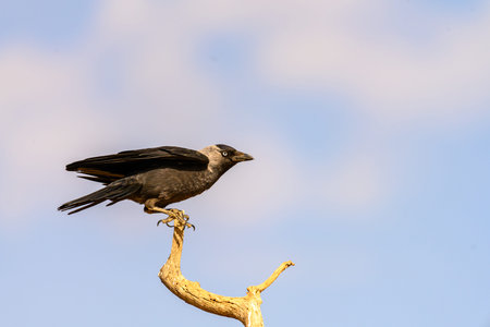 Western Jackdaw or Coloeus monedula, passerine bird of the Corvidae family