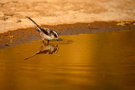 Myth or Aegithalos caudatus, reflected in the golden springの写真素材