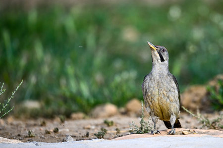 Great Spotted Woodpecker, perched on the ground