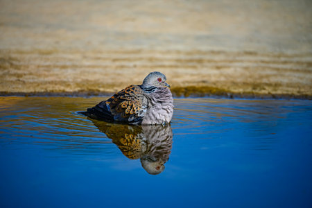 European turtle dove or Streptopelia turtur, taking a bath in the springの写真素材