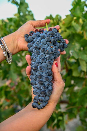 Hands of a female farmer, picking wine grapes during the harvest