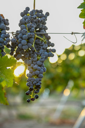Bunch of purple grapes in a vineyard at harvest time