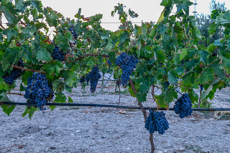 Bunch of purple grapes in a vineyard in autumn in the wine-growing areaの写真素材