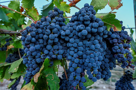 Bunch of purple grapes in a vineyard in autumn in the wine-growing area