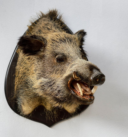 This image features a taxidermied wild boar head mounted on a white wall, showing its coarse fur and sharp tusks.の写真素材