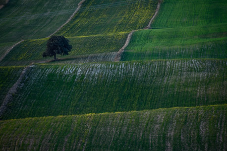 A lone tree stands guard over the striped pattern of green agricultural fields, highlighting the...
