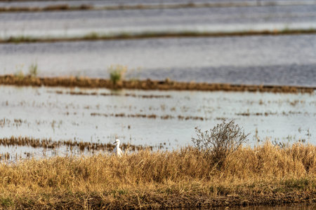 A lone egret stands amidst the reeds in a wetland habitat, with expansive flooded fields in the background.の写真素材