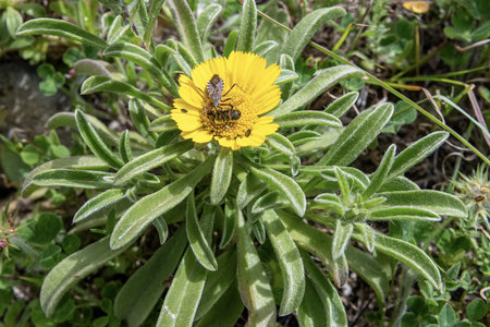Close-up of Asteriscus aquaticus in bloom with a pollinating insect on its bright yellow flower,...