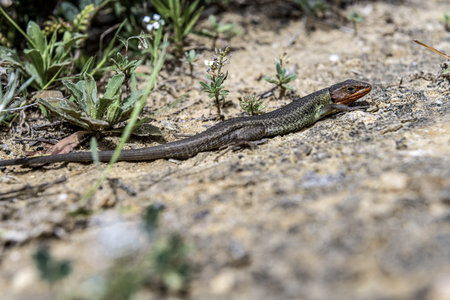 Close-up of a Long-tailed lizard, also known as the long-tailed lizard, on sandy ground with surrounding small plants. The lizard's vibrant colors are highlighted in this natural setting.の写真素材