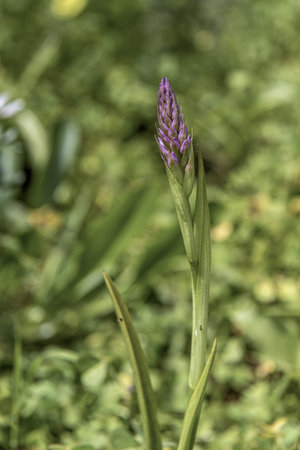 Close-up of a purple wildflower bud surrounded by green foliage, captured in its natural habitat. The image showcases the delicate beauty and early stages of bloom.の写真素材