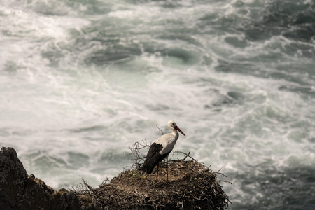 A white stork stands on its nest perched on a rocky cliff, overlooking the ocean. The bird's red beak and black and white plumage contrast against the deep blue water.の写真素材