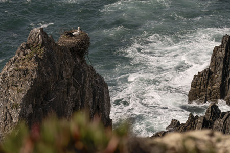 A white stork stands on its nest perched on a rocky cliff, overlooking the ocean. The bird's red beak and black and white plumage contrast against the deep blue water.の写真素材