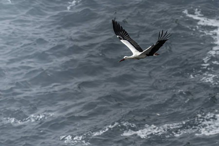 A white stork with black and white plumage and a red beak glides gracefully over the ocean surface, displaying its streamlined body and outstretched wings.の写真素材