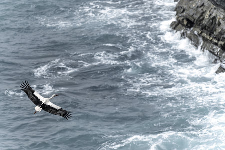 A white stork with black and white plumage and a red beak glides gracefully over the ocean surface, displaying its streamlined body and outstretched wings.の写真素材