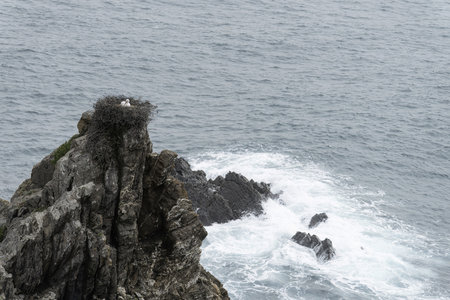 A white stork stands on its nest perched on a rocky cliff, overlooking the ocean. The bird's red beak and black and white plumage contrast against the deep blue water.の写真素材