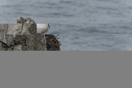 A white stork stands on its nest perched on a rocky cliff, overlooking the ocean. The bird's red beak and black and white plumage contrast against the deep blue water.の写真素材