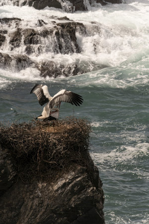 A white stork stands on its nest perched on a rocky cliff, overlooking the ocean. The bird's red...