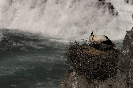 A white stork stands on its nest perched on a rocky cliff, overlooking the ocean. The bird's red beak and black and white plumage contrast against the deep blue water.の写真素材