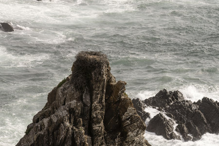 An empty stork nest sits atop a rugged rocky cliff overlooking the turbulent ocean. The nest, made of twigs and branches, contrasts against the foamy waves below.の写真素材