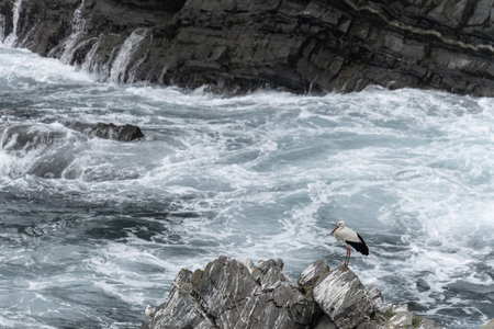 A white stork stands on rugged rocks by the shoreline, with waves crashing against the cliffs in the background.の写真素材