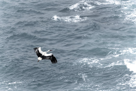 A white stork with black and white plumage and a red beak glides gracefully over the ocean surface, displaying its streamlined body and outstretched wings.の写真素材