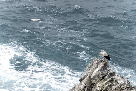 A white stork stands on rugged rocks by the shoreline, with waves crashing against the cliffs in the background.の写真素材