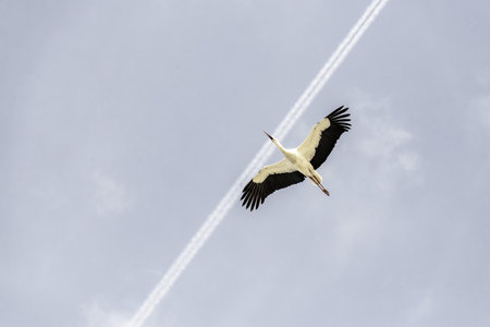 A white stork gracefully flies against a clear blue sky, with a visible contrail in the background, highlighting the contrast between nature and technology.の写真素材