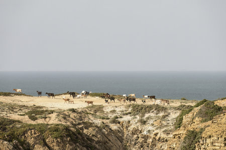 A herd of goats grazing on a rocky coastal cliffside with the ocean in the background on a clear day.の写真素材