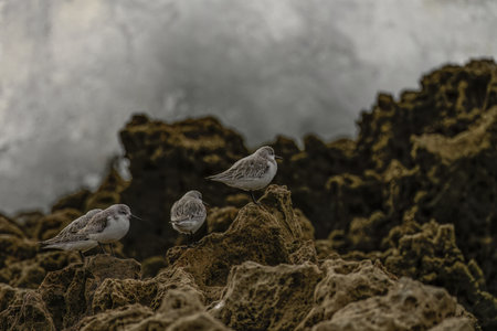 Group of four sanderlings perched on rugged rocky coastal terrain, with the ocean waves in the background.の写真素材