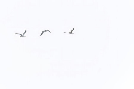 Trio of seagulls in flight, captured against a clear white sky, highlighting the grace and freedom of avian movement.の写真素材