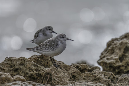 Close-up of two sanderlings perched on a rocky shoreline, with blurred ocean waves in the background on a cloudy day.の写真素材