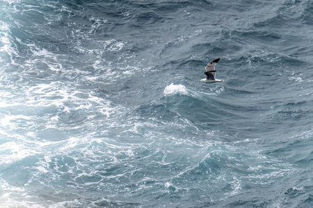 A seagull gracefully soars above the choppy, turbulent ocean waves, capturing the essence of freedom and nature's power.の写真素材