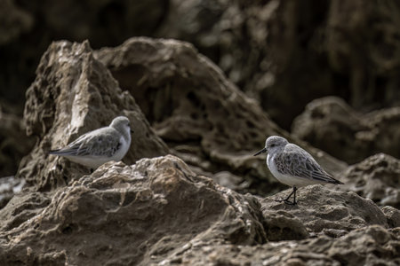 Close-up of two sanderlings perched on a rocky shoreline, with blurred ocean waves in the background on a cloudy day.の写真素材