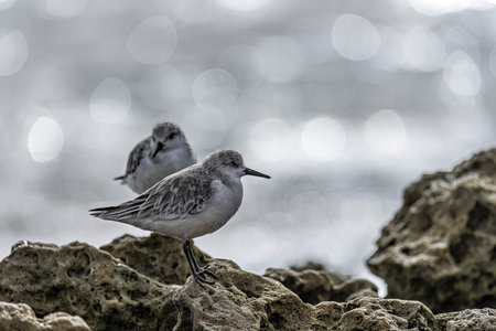 Close-up of two sanderlings perched on a rocky shoreline, with blurred ocean waves in the background on a cloudy day.の写真素材