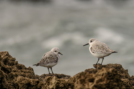 Close-up of two sanderlings perched on a rocky shoreline, with blurred ocean waves in the background on a cloudy day.の写真素材