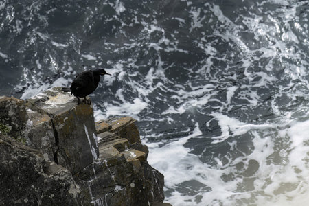 Two cormorants perched on a rocky outcrop by the ocean, with one spreading its wings and the other preening its feathers.の写真素材