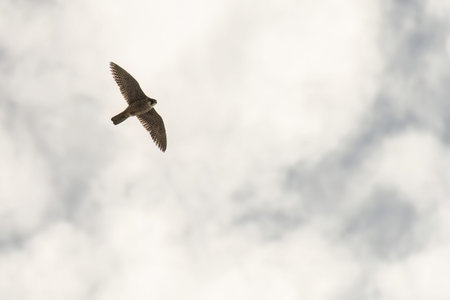 A peregrine falcon gliding gracefully with wings spread wide against a clear blue sky, showing its...